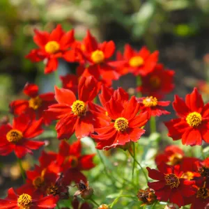 Coreopsis Hot Paprika