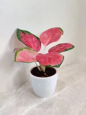 Lush Aglaonema China Red Plant for Corporate Gift